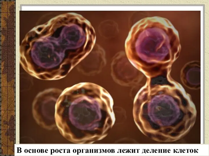 В основе роста организмов лежит деление клеток