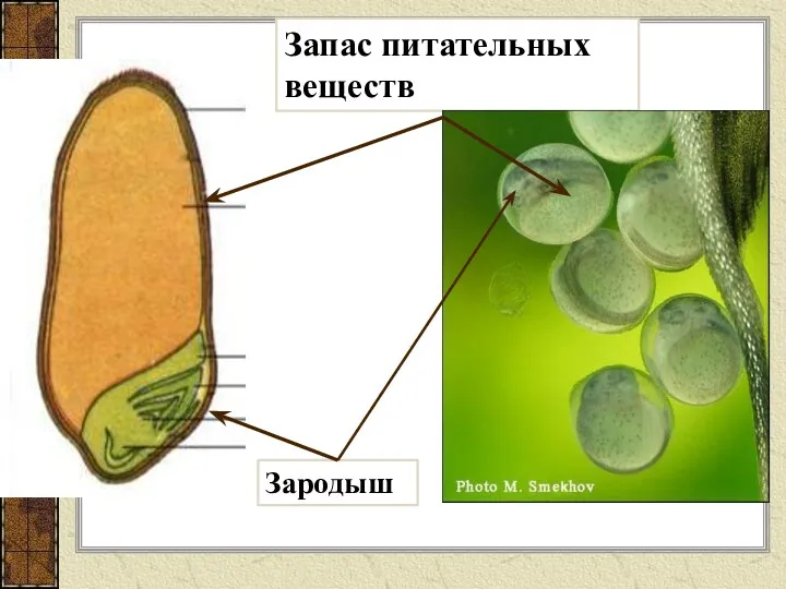 Запас питательных веществ Зародыш