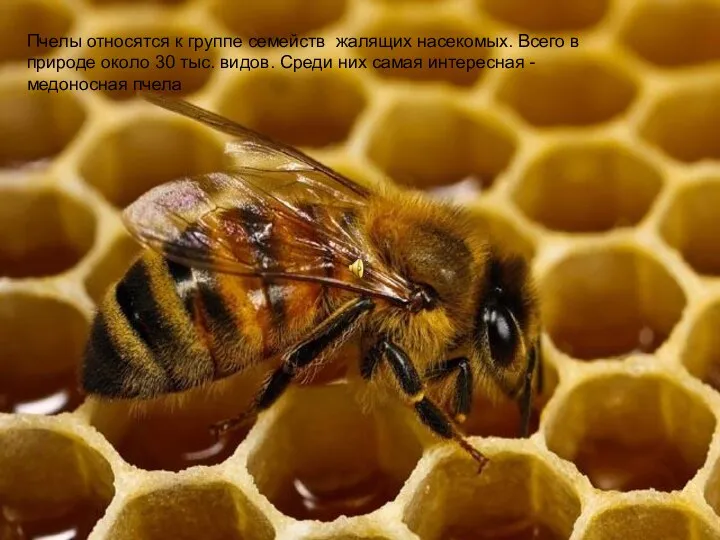 Пчелы относятся к группе семейств жалящих насекомых. Всего в природе около 30 тыс.