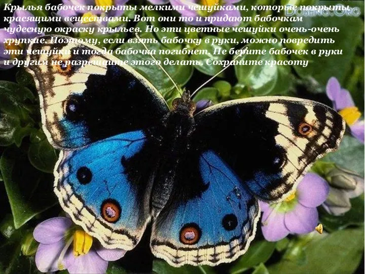 Крылья бабочек покрыты мелкими чешуйками, которые покрыты красящими веществами. Вот они то и