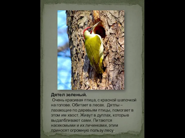 Дятел зеленый. Очень красивая птица, с красной шапочкой на голове. Обитает в лесах.