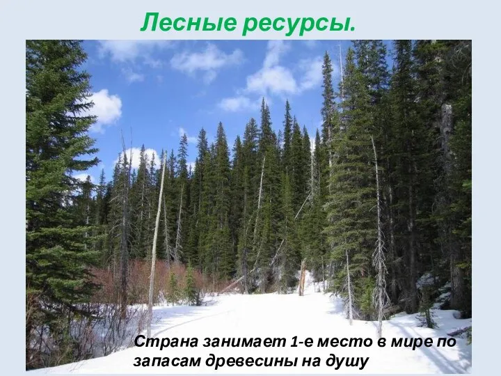 Страна занимает 1-е место в мире по запасам древесины на душу населения. Лесные ресурсы.