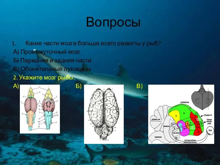 Вопросы Какие части мозга больше всего развиты у рыб? А) Промежуточный мозг Б)