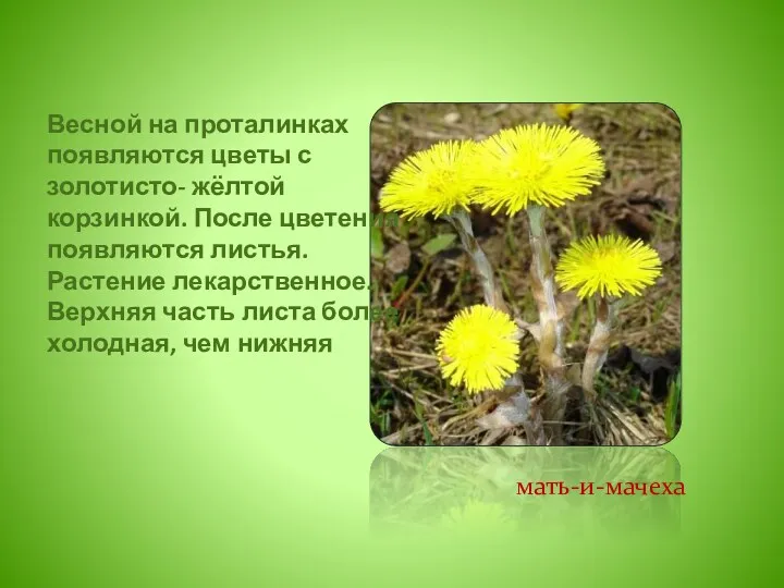 Весной на проталинках появляются цветы с золотисто- жёлтой корзинкой. После