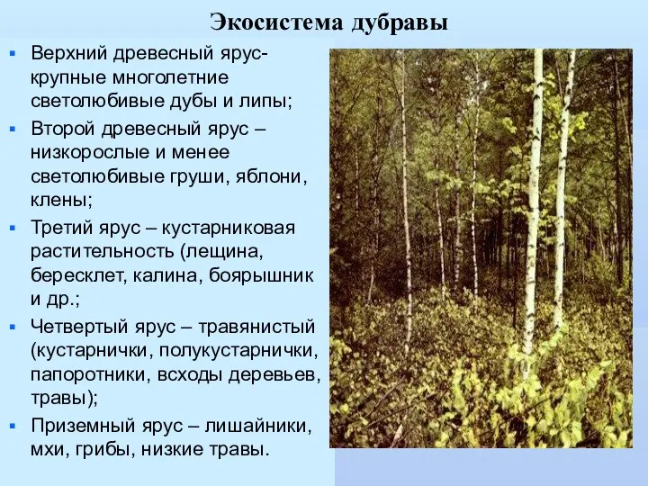 Экосистема дубравы Верхний древесный ярус- крупные многолетние светолюбивые дубы и