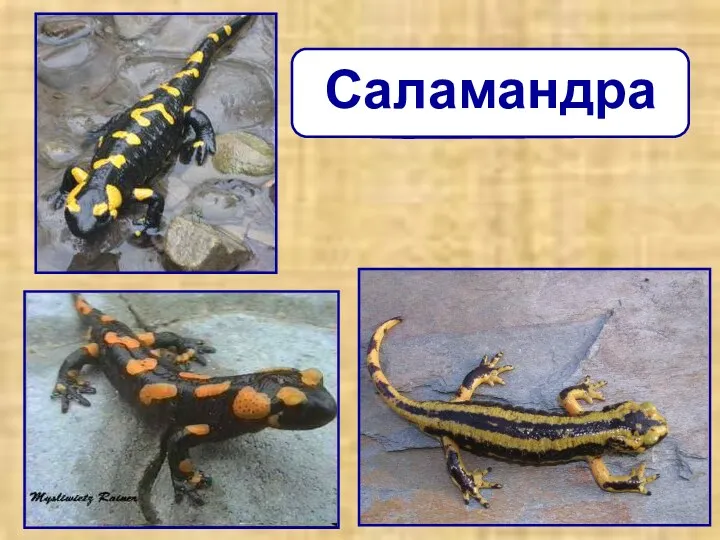 Саламандра