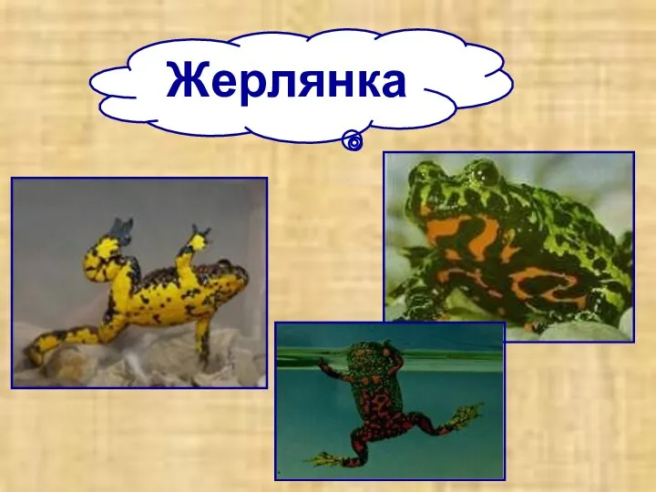 Жерлянка