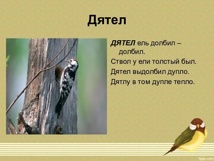 Дятел ДЯТЕЛ ель долбил – долбил. Ствол у ели толстый