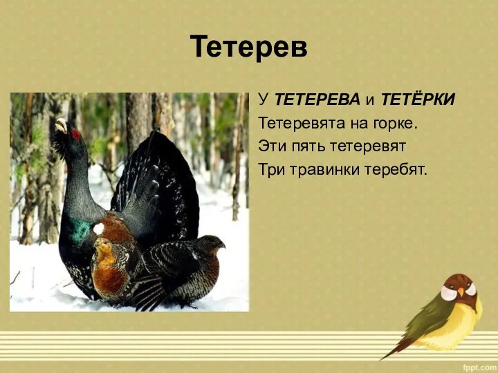 Тетерев У ТЕТЕРЕВА и ТЕТЁРКИ Тетеревята на горке. Эти пять тетеревят Три травинки теребят.