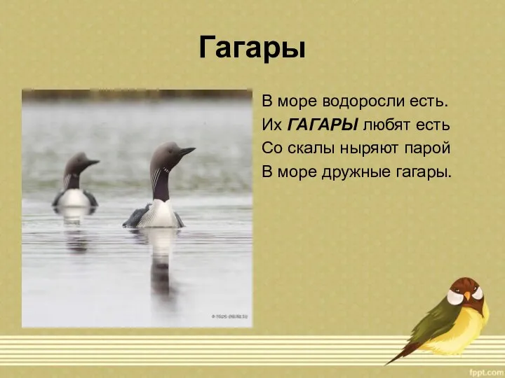 Гагары В море водоросли есть. Их ГАГАРЫ любят есть Со