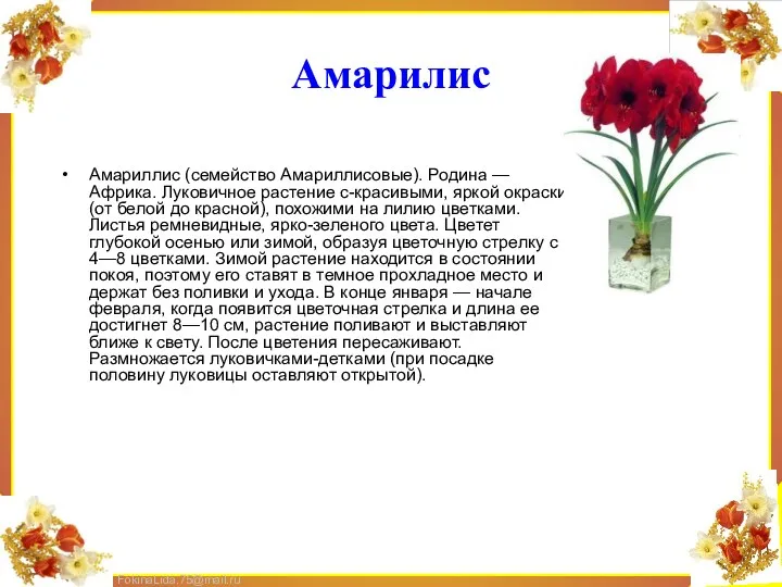 Амарилис Амариллис (семейство Амариллисовые). Родина — Африка. Луковичное растение с-красивыми,