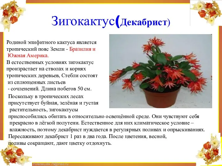 Зигокактус(Декабрист) Родиной эпифитного кактуса является тропический пояс Земли - Бразилия