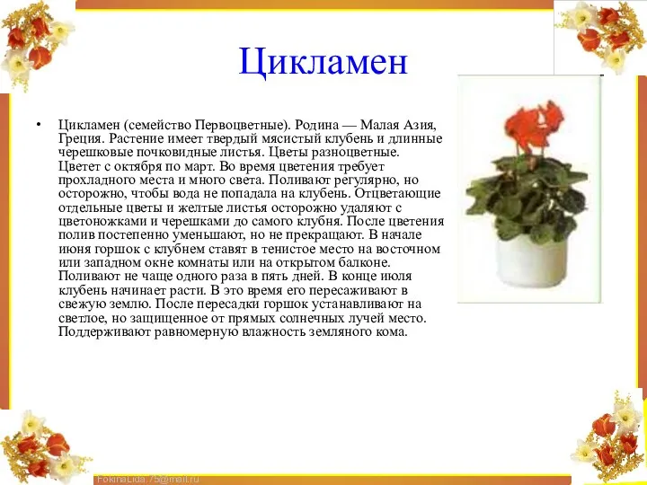 Цикламен Цикламен (семейство Первоцветные). Родина — Малая Азия, Греция. Растение