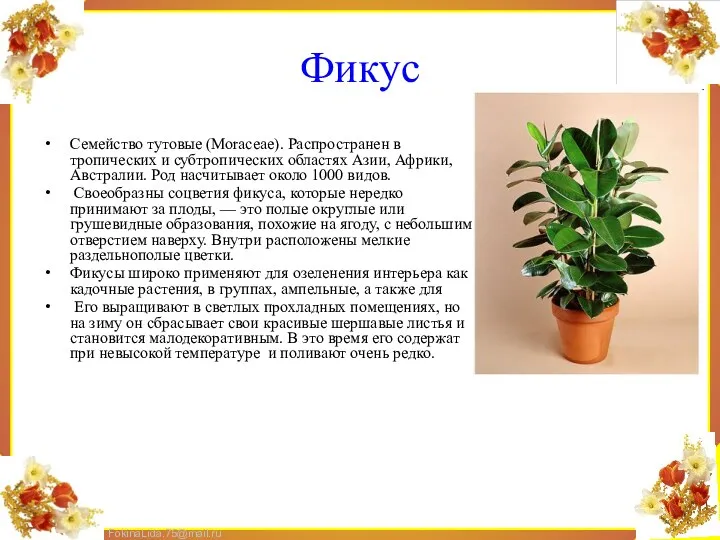 Фикус Семейство тутовые (Моrасеае). Распространен в тропических и субтропических областях