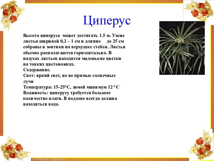 Циперус Высота циперуса может достигать 1.5 м. Узкие листья шириной