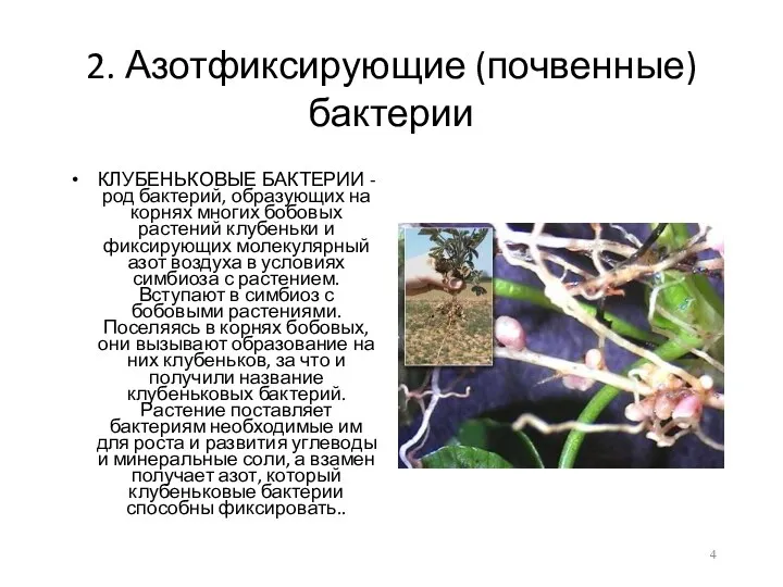 2. Азотфиксирующие (почвенные) бактерии КЛУБЕНЬКОВЫЕ БАКТЕРИИ - род бактерий, образующих