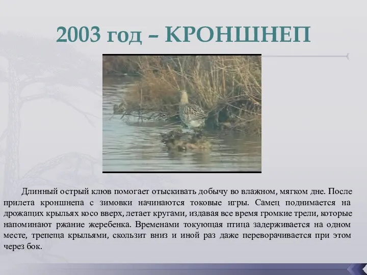 2003 год – КРОНШНЕП Длинный острый клюв помогает отыскивать добычу