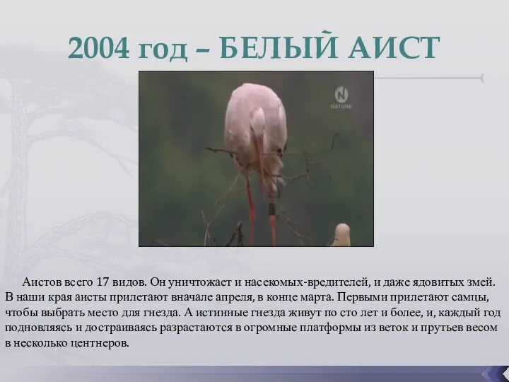 2004 год – БЕЛЫЙ АИСТ Аистов всего 17 видов. Он