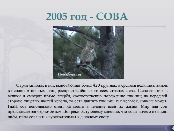 2005 год - СОВА Отряд хищных птиц, включающий более 420