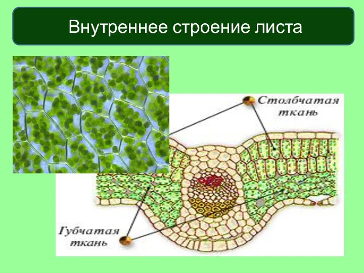 Внутреннее строение листа