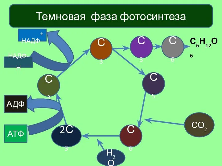 Темновая фаза фотосинтеза С3 С5 С6 2С3 С3 С6Н12О6 СО2