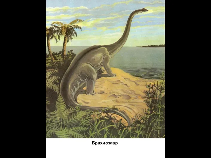 - Брахиозавр