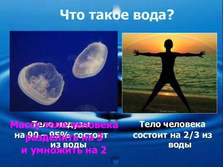 Что такое вода? Тело медузы на 90 – 95% состоит