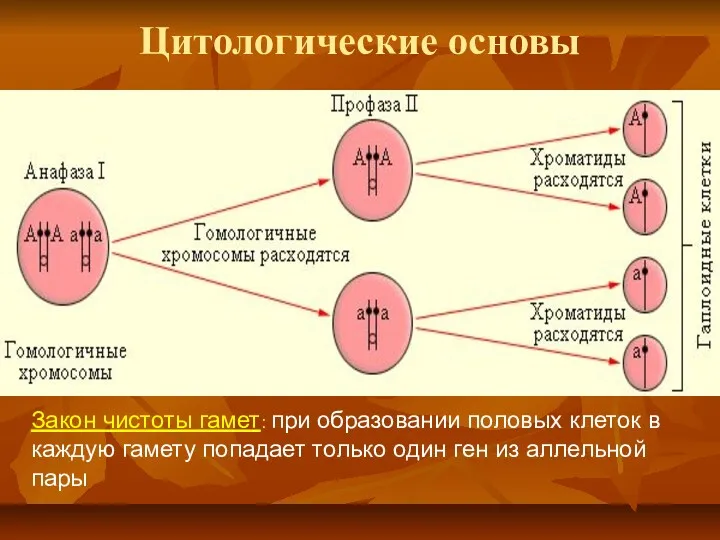 Цитологические основы Закон чистоты гамет: при образовании половых клеток в