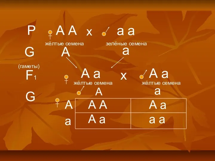 Р А А а а х жёлтые семена зелёные семена G (гаметы) А