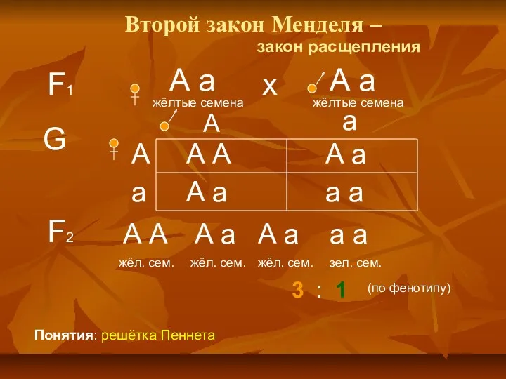 Второй закон Менделя – F1 А а жёлтые семена закон расщепления А а