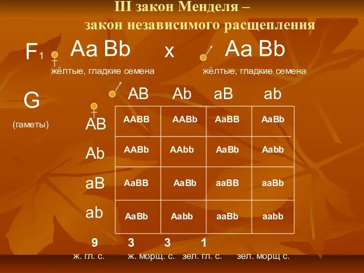 III закон Менделя – закон независимого расщепления F1 Аа Bb