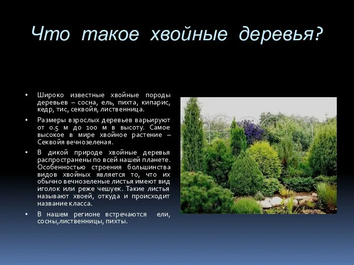 Что такое хвойные деревья? Широко известные хвойные породы деревьев – сосна, ель, пихта,