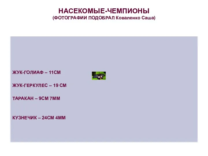 НАСЕКОМЫЕ-ЧЕМПИОНЫ (ФОТОГРАФИИ ПОДОБРАЛ Коваленко Саша) ЖУК-ГОЛИАФ – 11СМ ЖУК-ГЕРКУЛЕС –