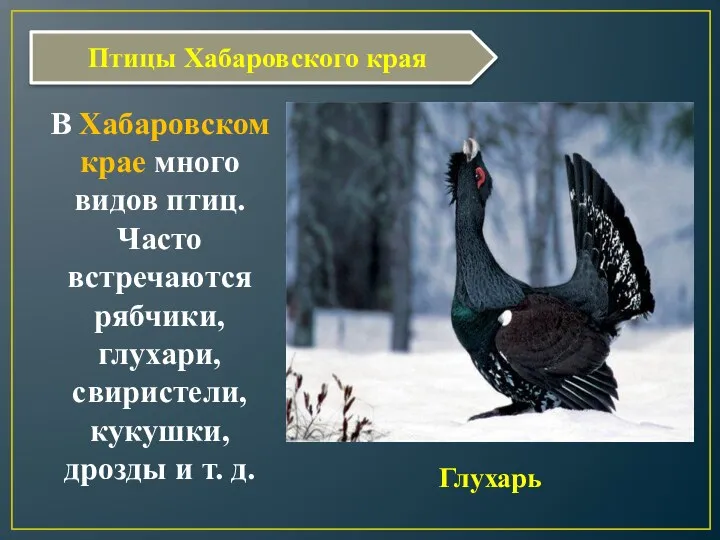Птицы Хабаровского края В Хабаровском крае много видов птиц. Часто