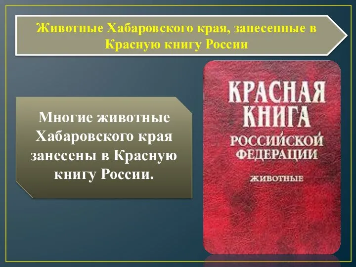 Животные Хабаровского края, занесенные в Красную книгу России Многие животные