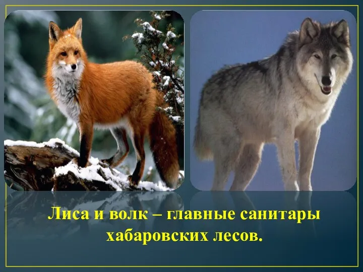 Лиса и волк – главные санитары хабаровских лесов.