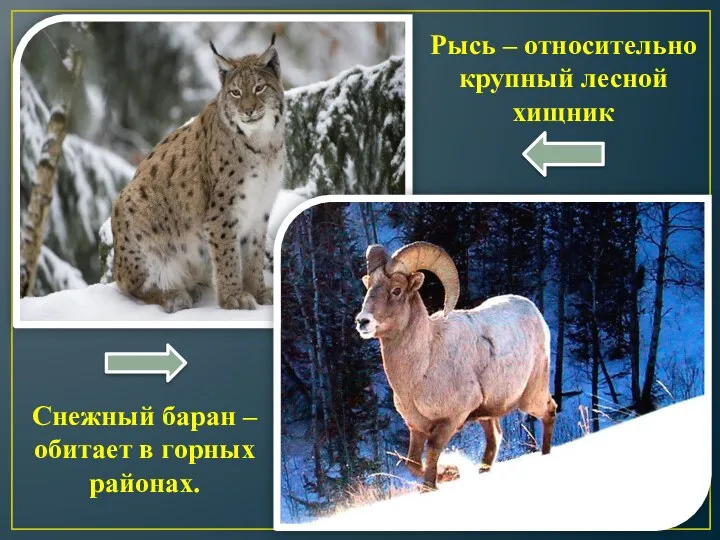 Рысь – относительно крупный лесной хищник Снежный баран – обитает в горных районах.