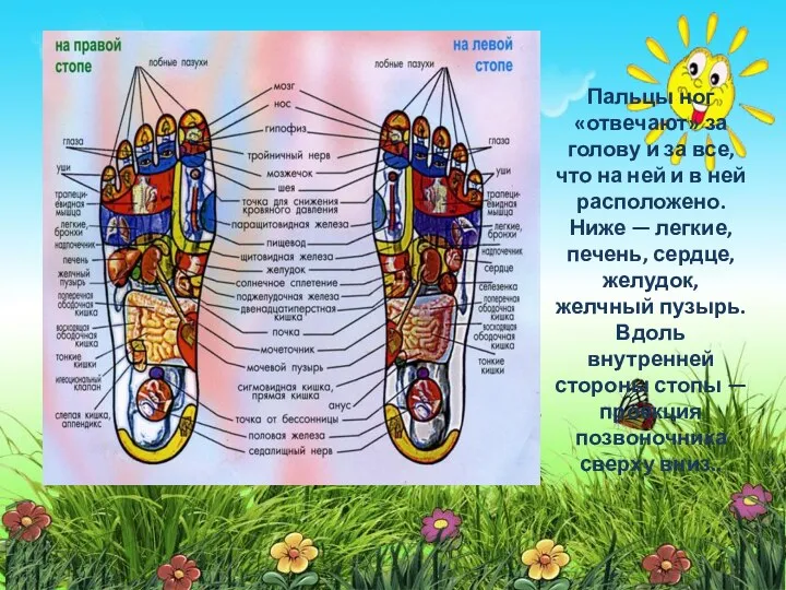 Пальцы ног «отвечают» за голову и за все, что на ней и в