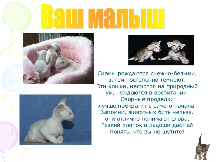 Ваш малыш Сиамы рождаются снежно-белыми, затем постепенно темнеют. Эти кошки, несмотря на природный