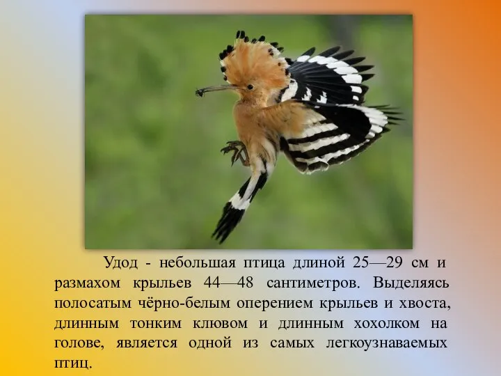 Удод - небольшая птица длиной 25—29 см и размахом крыльев 44—48 сантиметров. Выделяясь