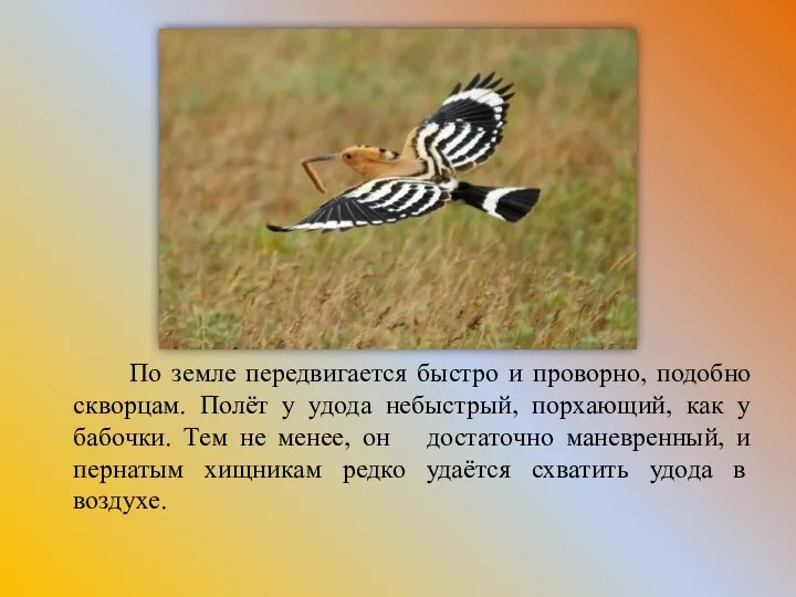 По земле передвигается быстро и проворно, подобно скворцам. Полёт у удода небыстрый, порхающий,