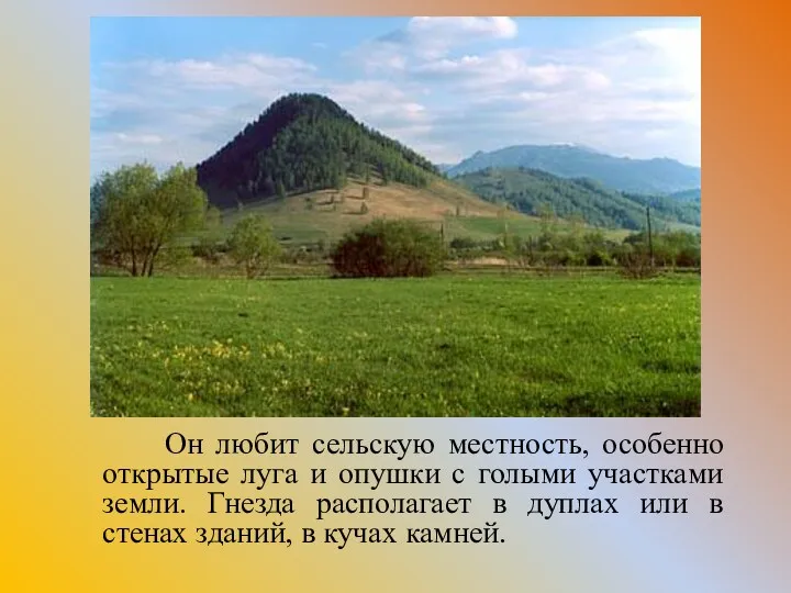 Он любит сельскую местность, особенно открытые луга и опушки с голыми участками земли.