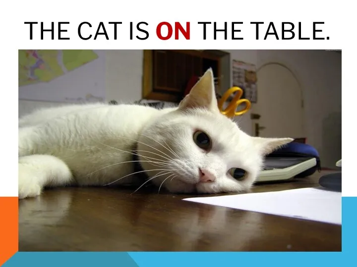 THE CAT IS ON THE TABLE.