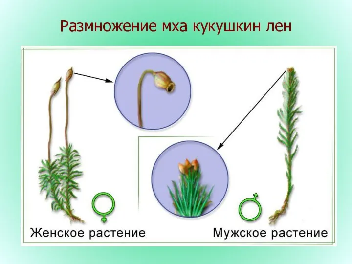 Размножение мха кукушкин лен