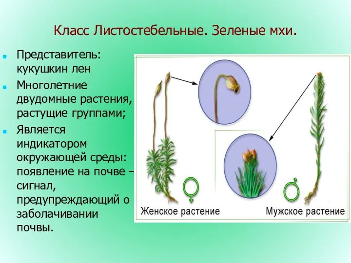 Класс Листостебельные. Зеленые мхи. Представитель: кукушкин лен Многолетние двудомные растения,