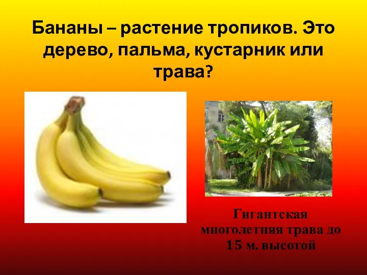 Бананы – растение тропиков. Это дерево, пальма, кустарник или трава?