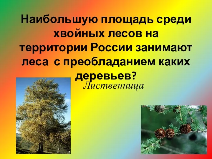 Наибольшую площадь среди хвойных лесов на территории России занимают леса с преобладанием каких деревьев? Лиственница