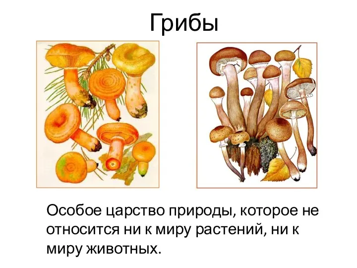 Грибы Особое царство природы, которое не относится ни к миру растений, ни к миру животных.