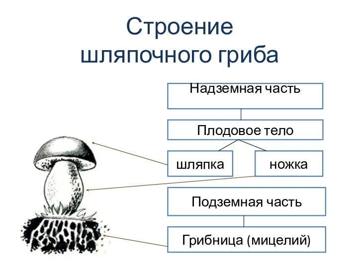 Строение шляпочного гриба Надземная часть Плодовое тело шляпка ножка Подземная часть Грибница (мицелий)