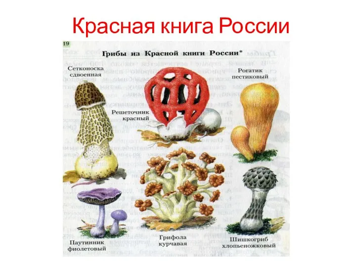 Красная книга России